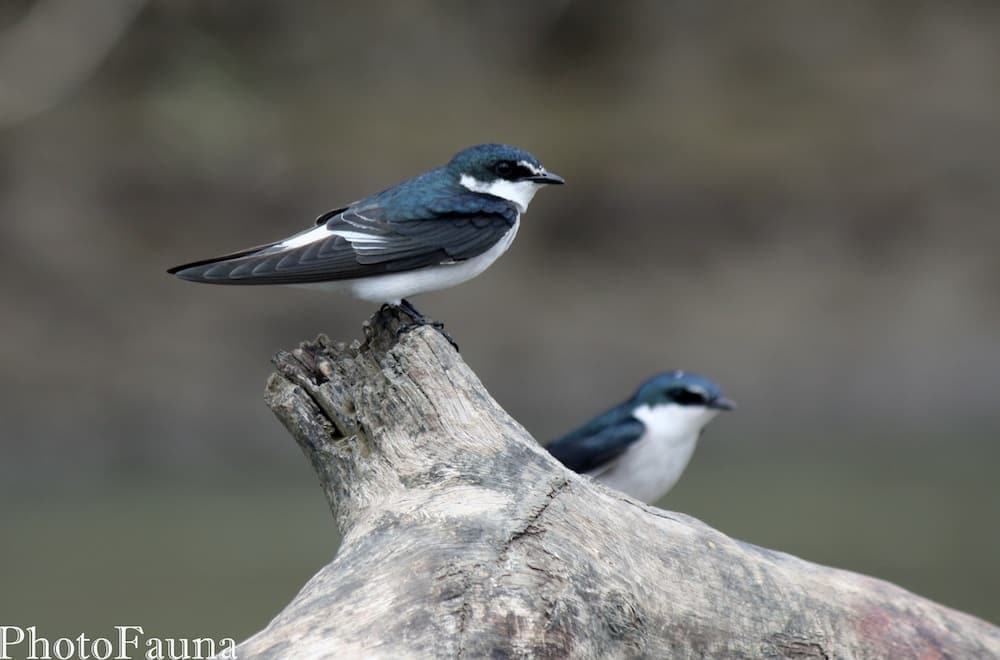 Birds at Floating River tour in Guanacaste
